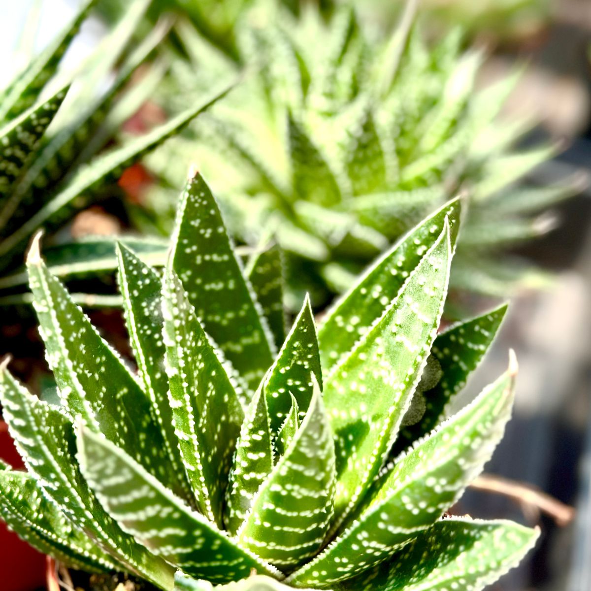 Haworthia