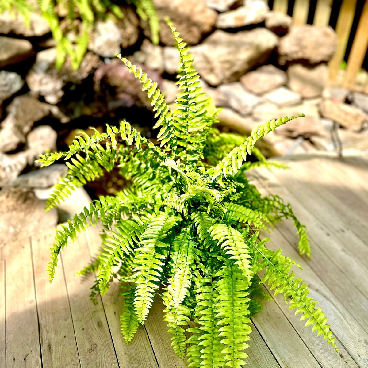 Fougère Boston 5 pouces