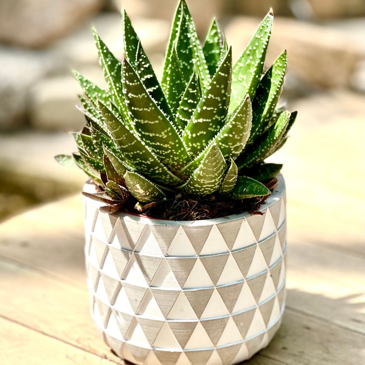 Hawortia | Pot déco