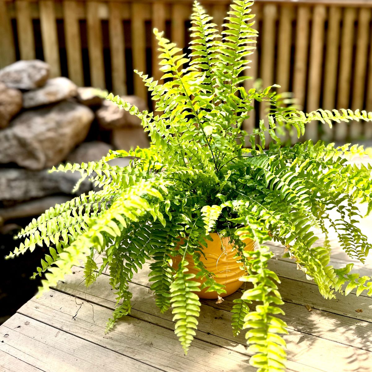 Fougère de Boston | Pot céramique