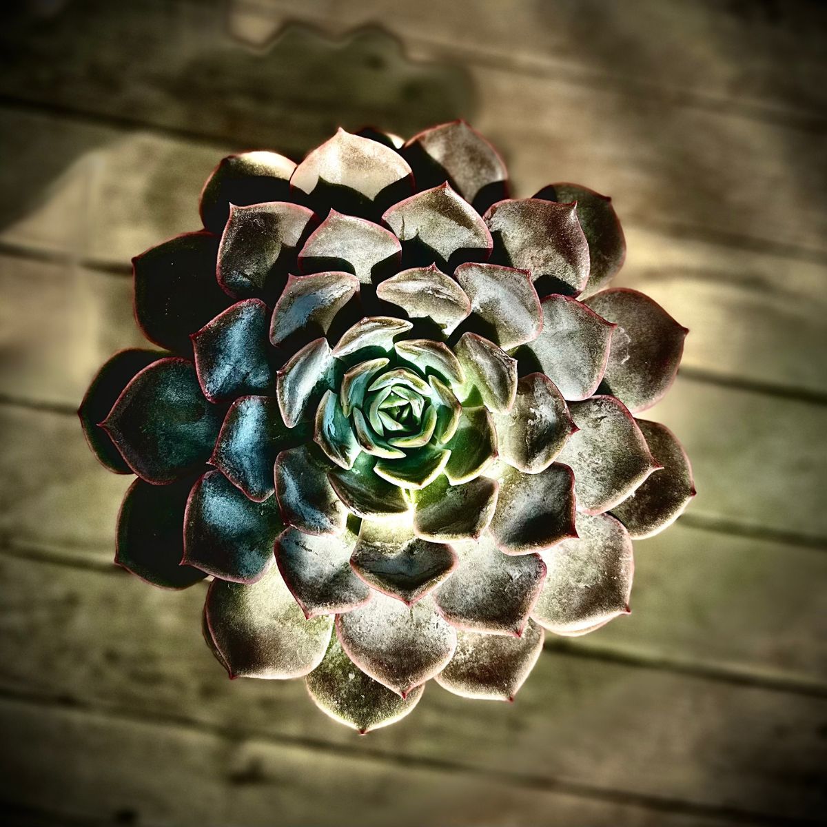 Echeveria 5 pouces | Pot de céramique