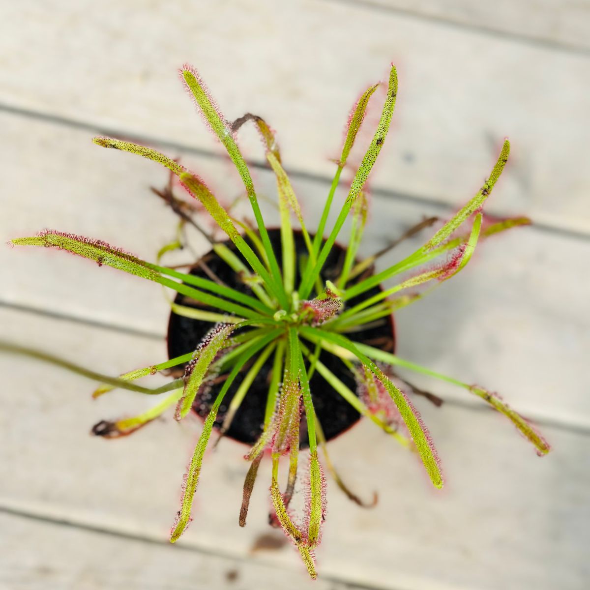 Drosera Capensis
