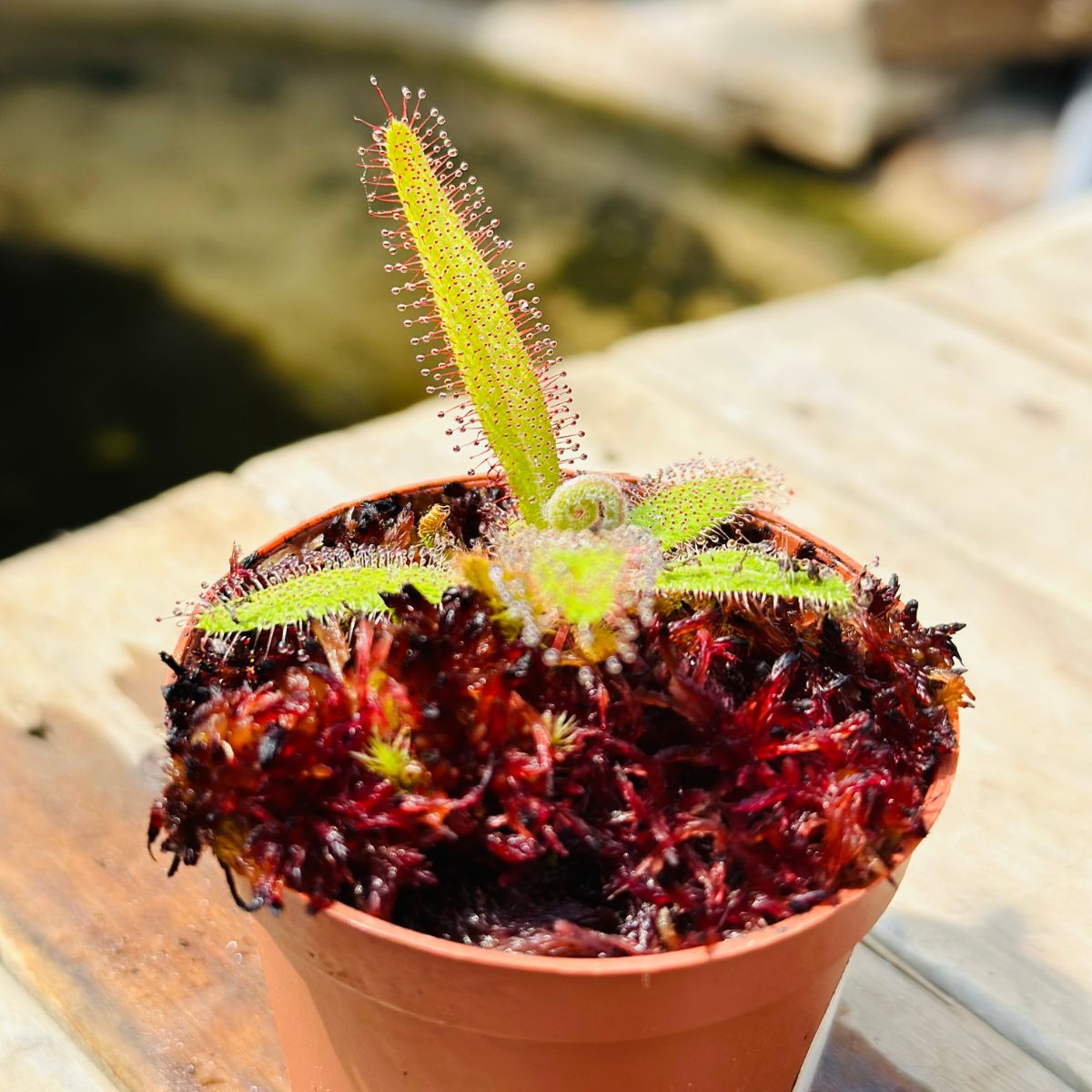 Drosera Adelae