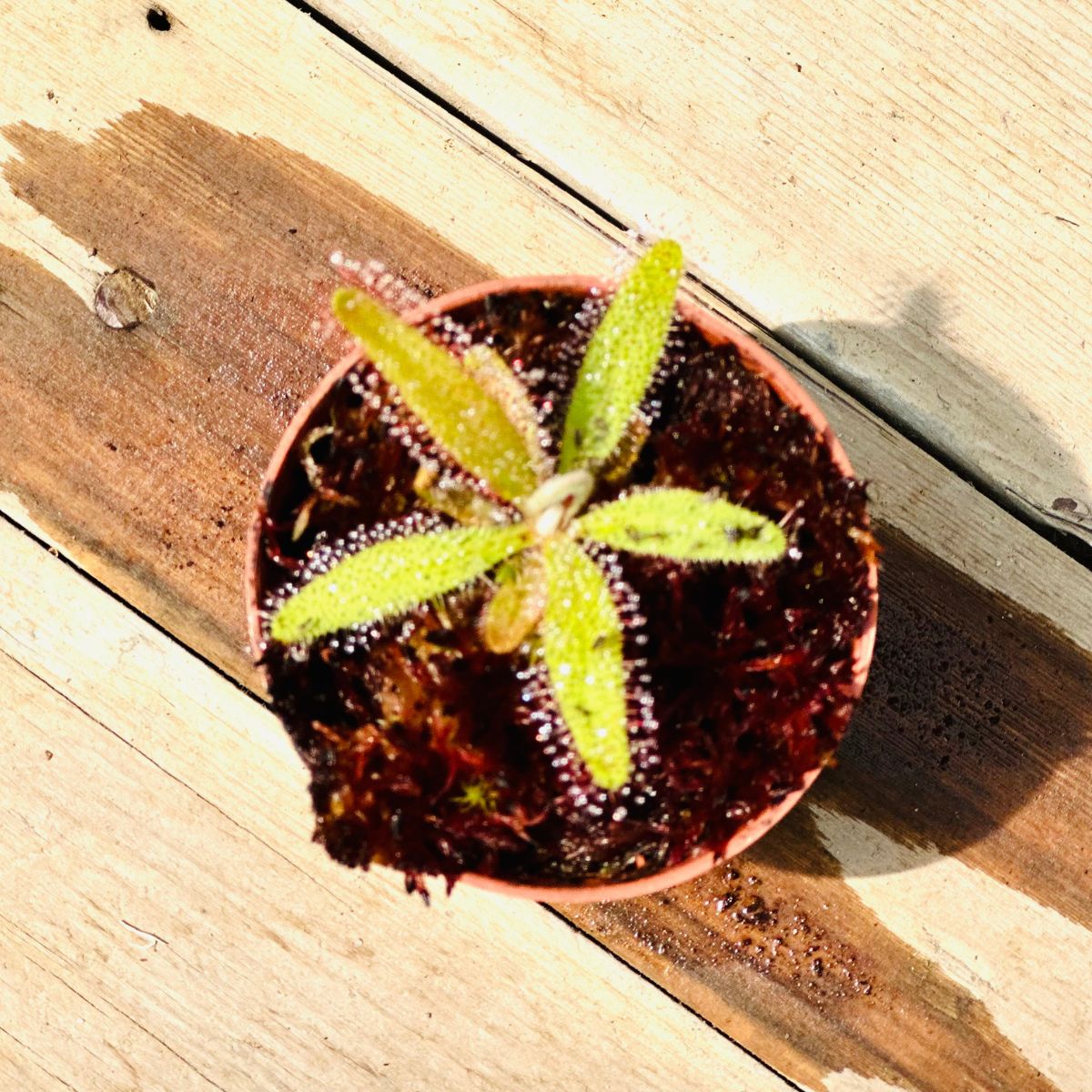 Drosera Adelae