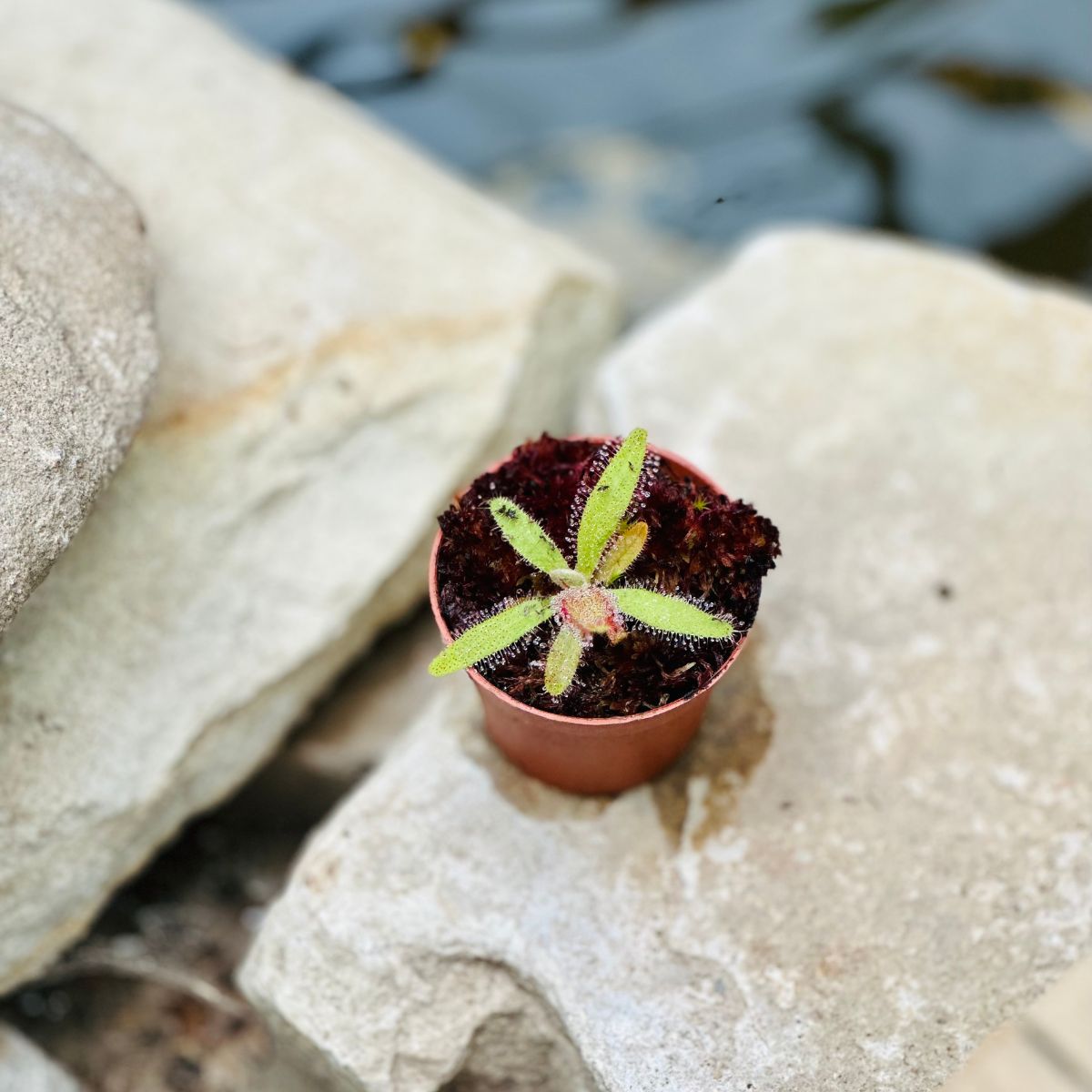 Drosera Adelae