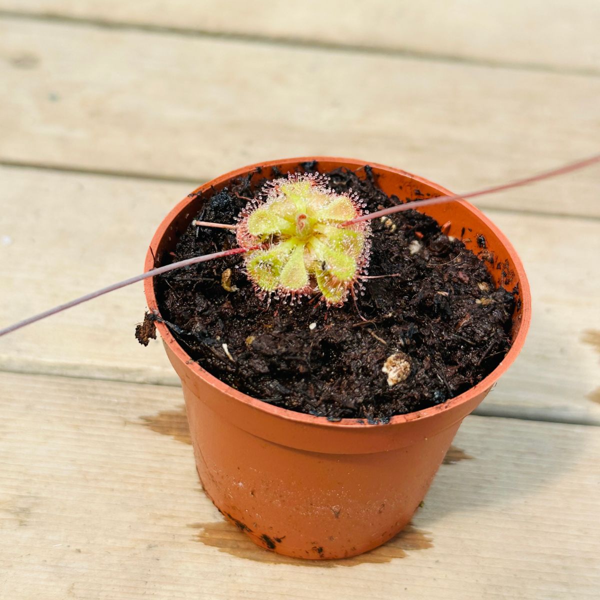Drosera Sessilifolia