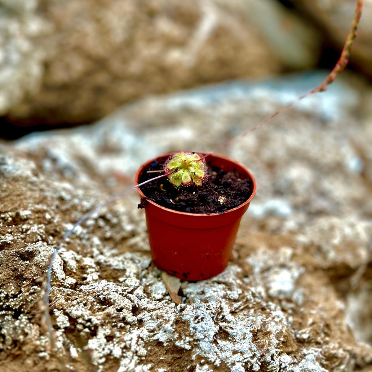 Drosera Sessilifolia