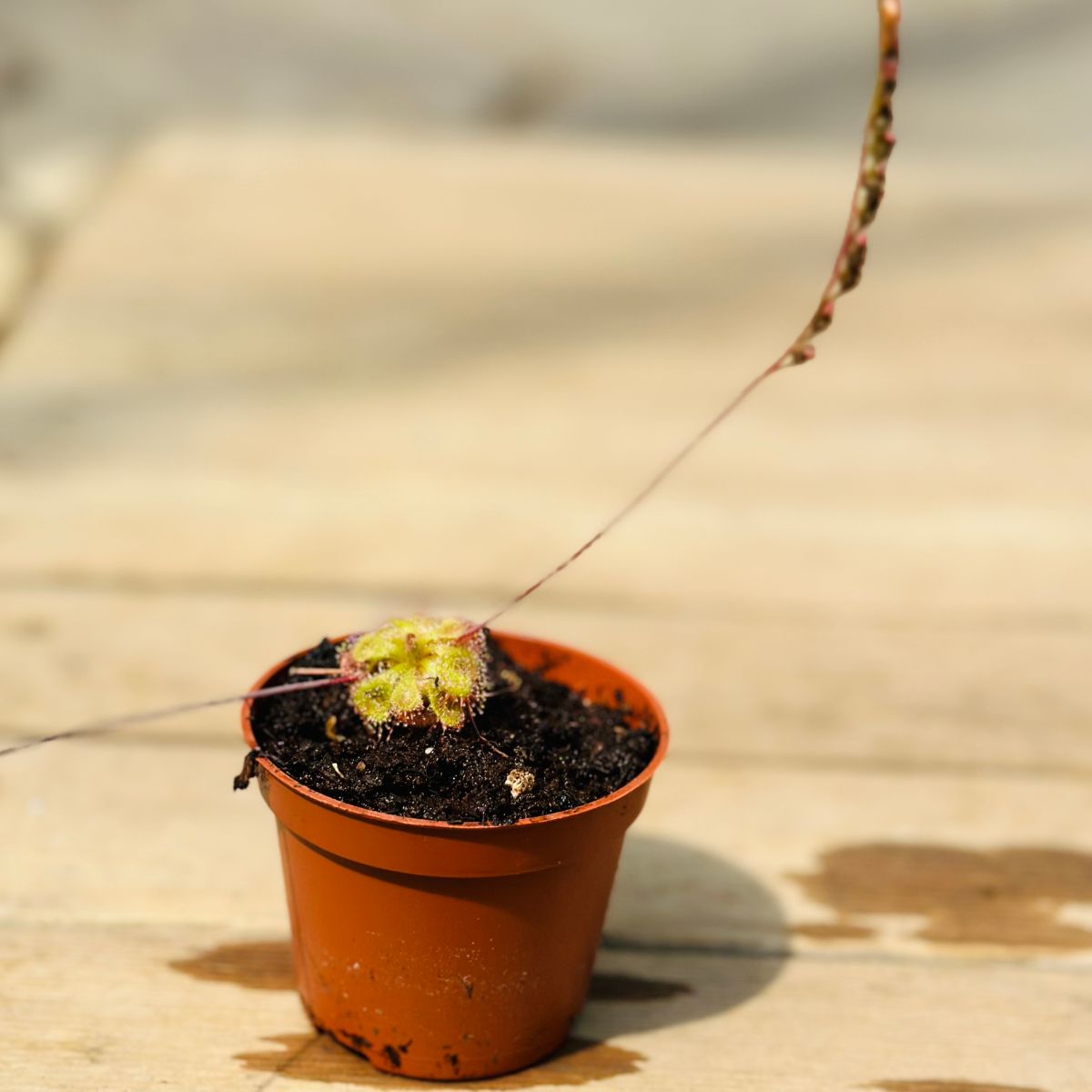 Drosera Sessilifolia