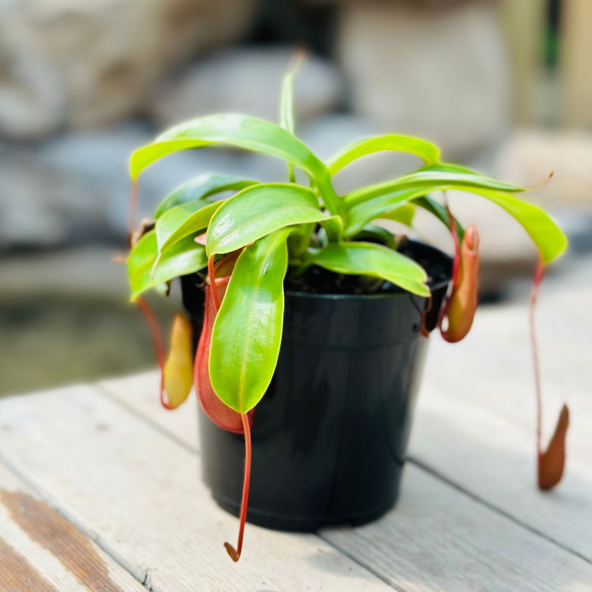 Nepenthes