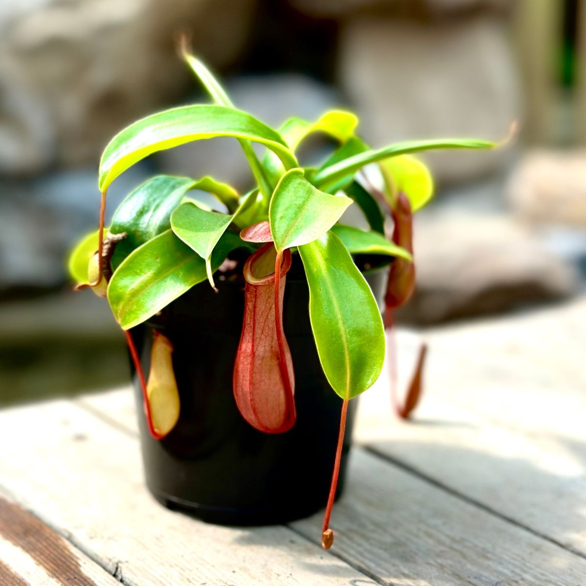 Nepenthes