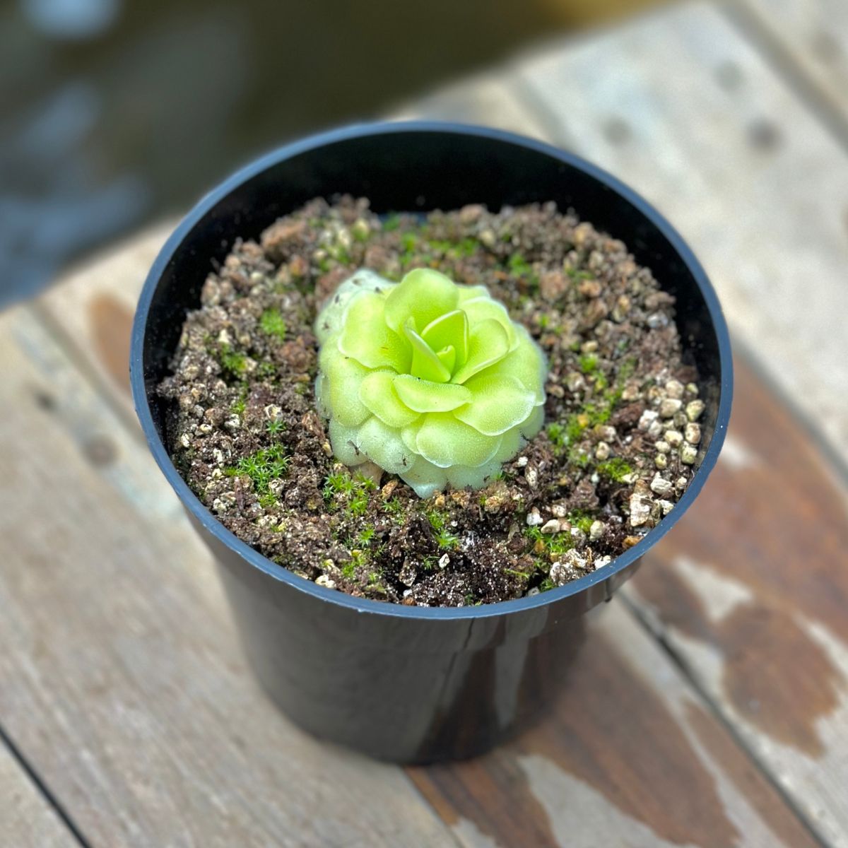 Pinguicula