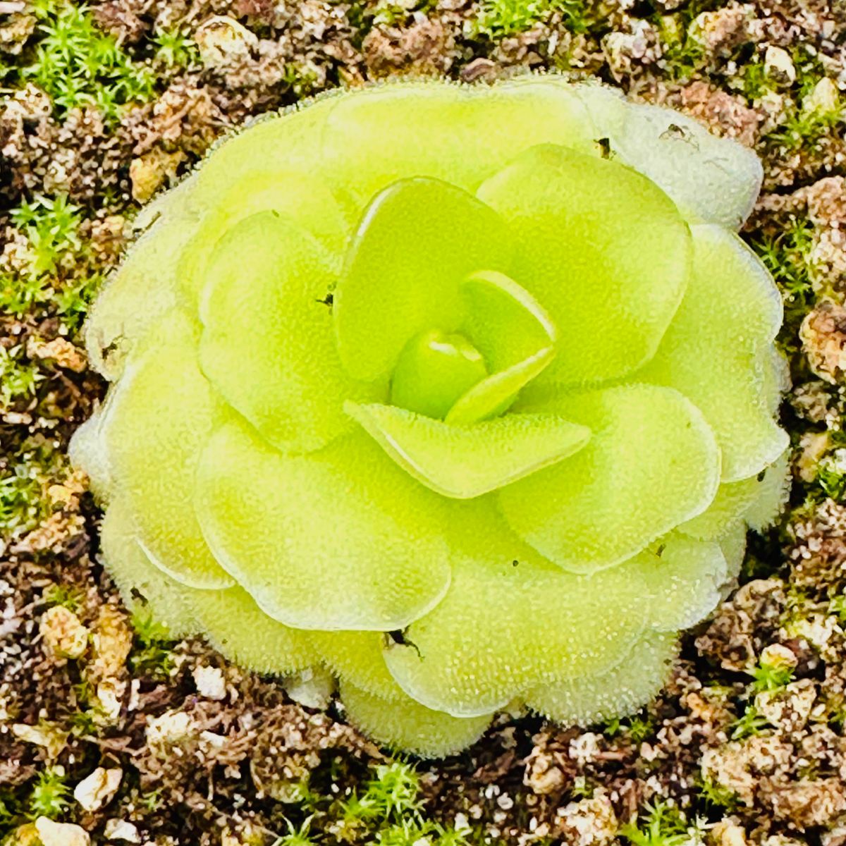 Pinguicula