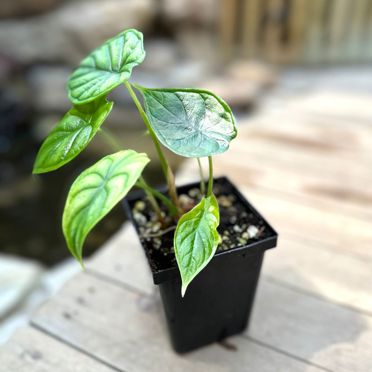 Alocasia Dragon scale