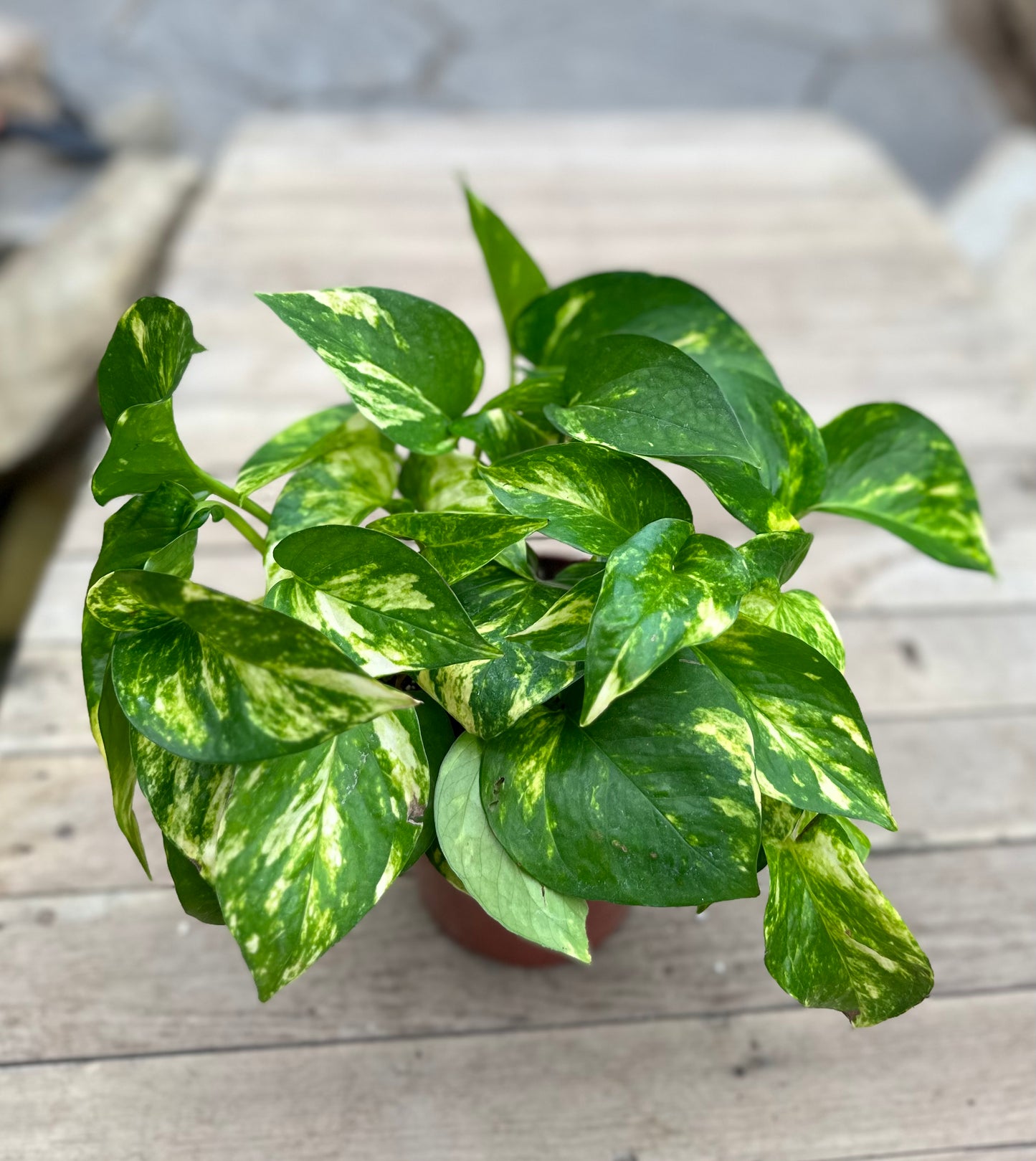 Pothos Hawaiian