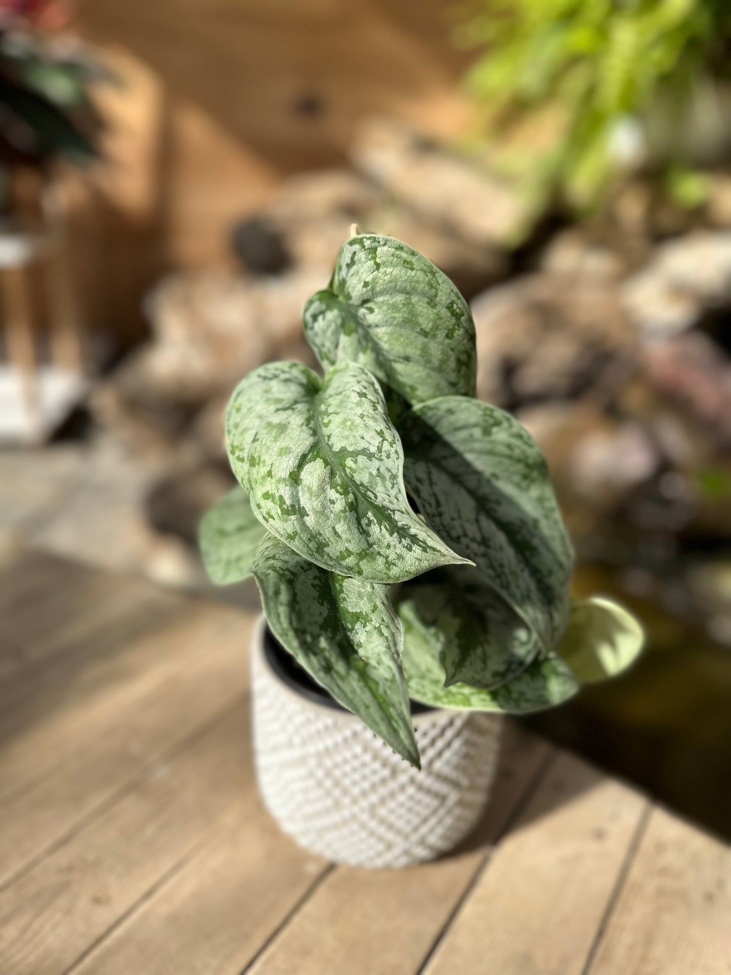 Philodendron Silver satin