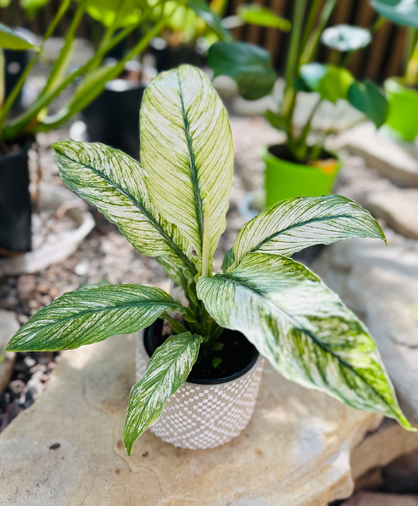 Spathiphylum Sensation Variegated