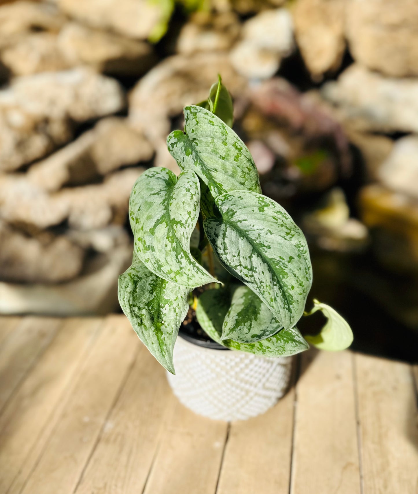 Philodendron Silver satin