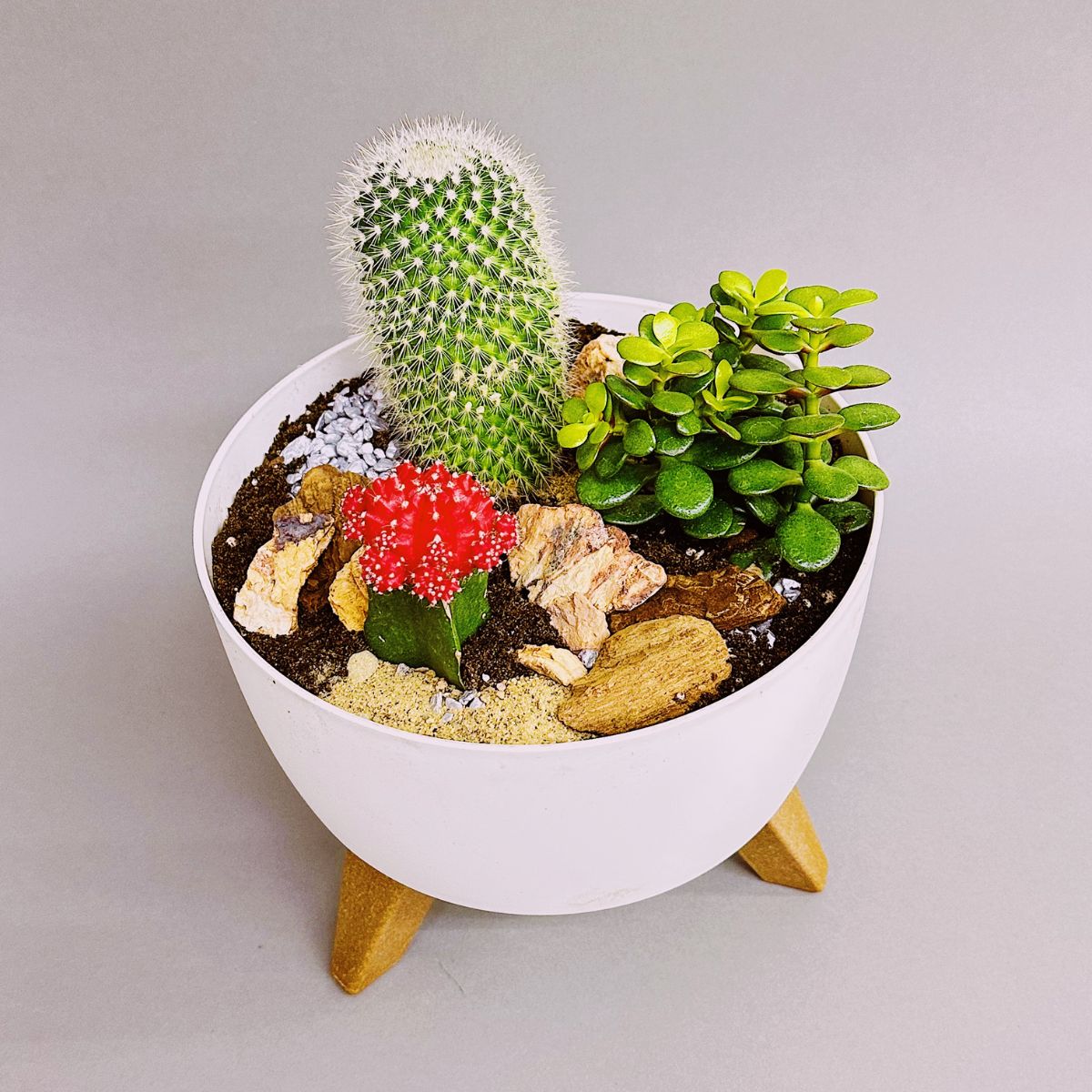 Jardin de cactus | JP0005