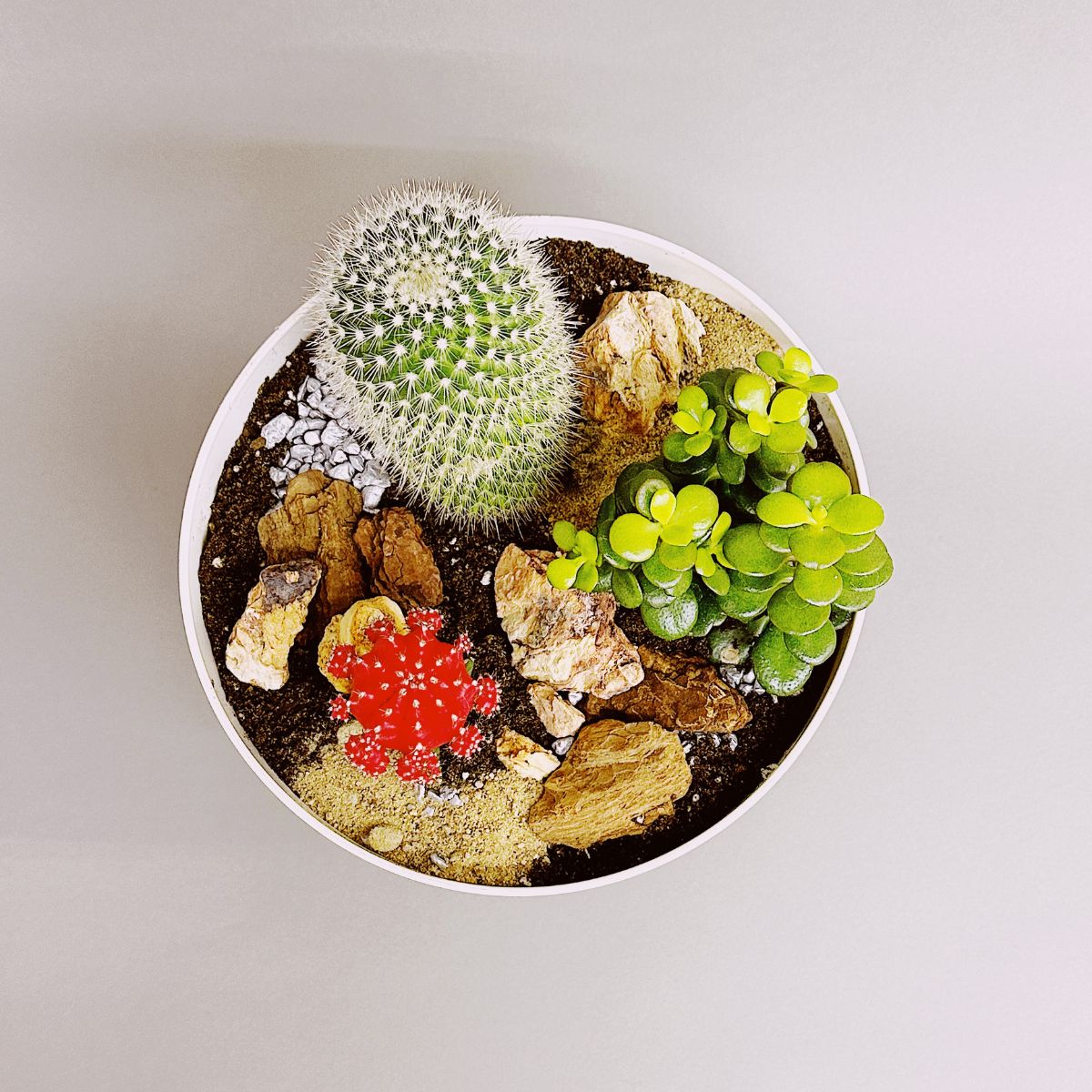 Jardin de cactus | JP0005