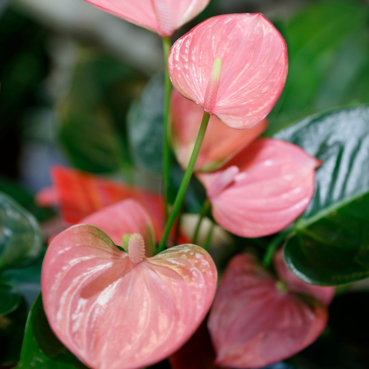 Anthurium