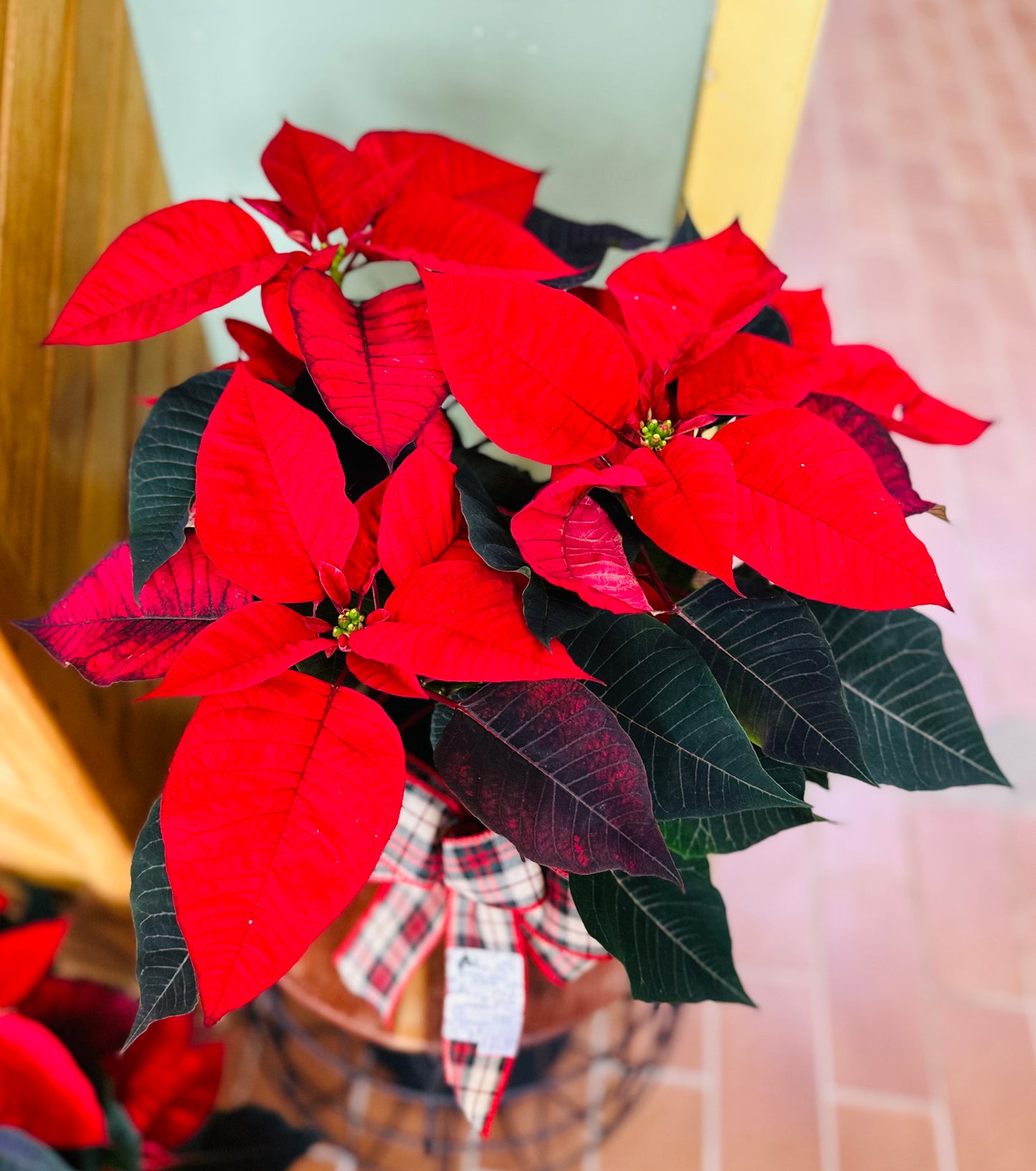 Poinsettia #1