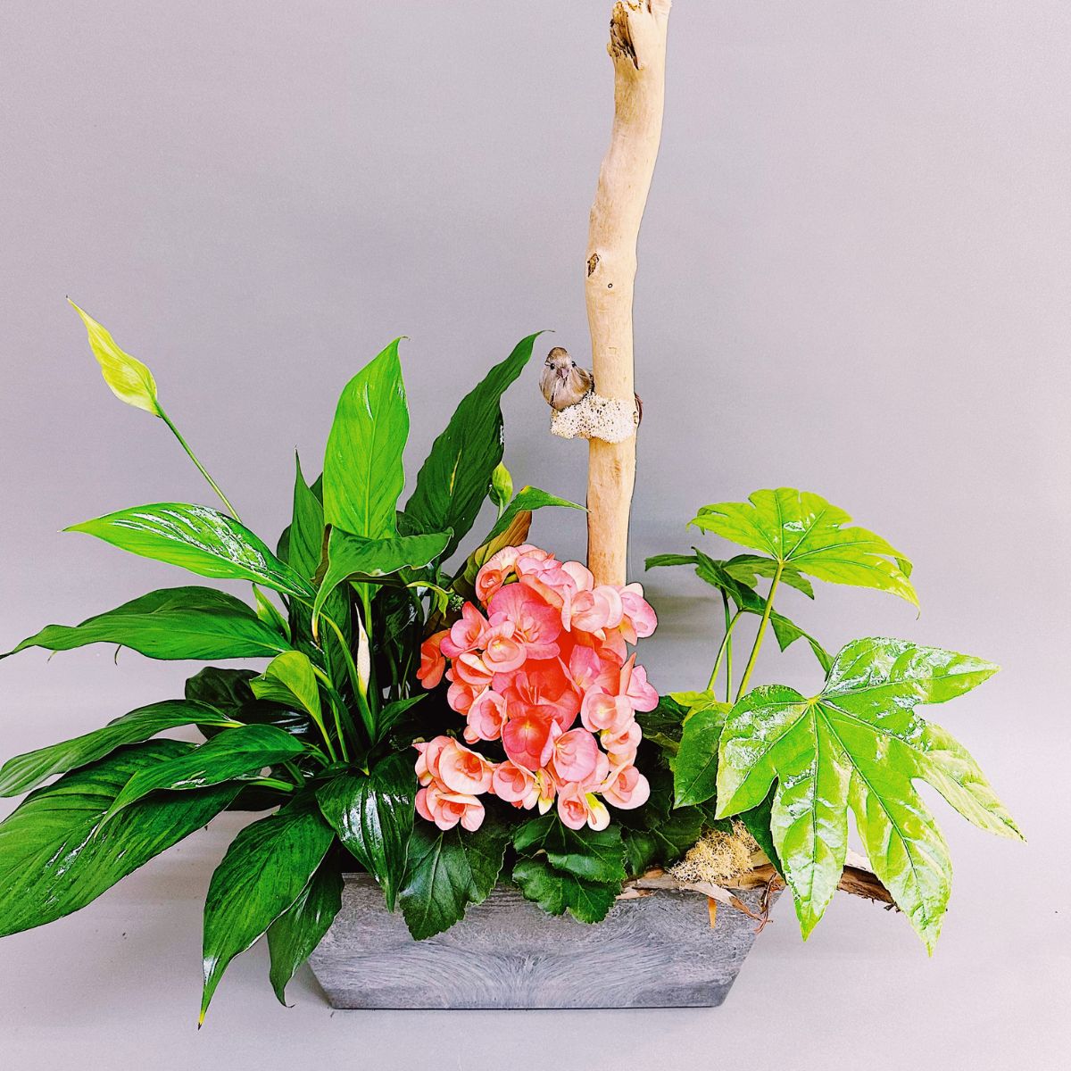 Jardin de plante | JP0004