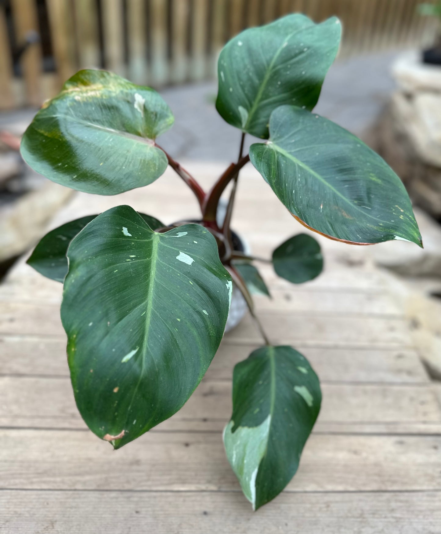 Philodendron White Knight