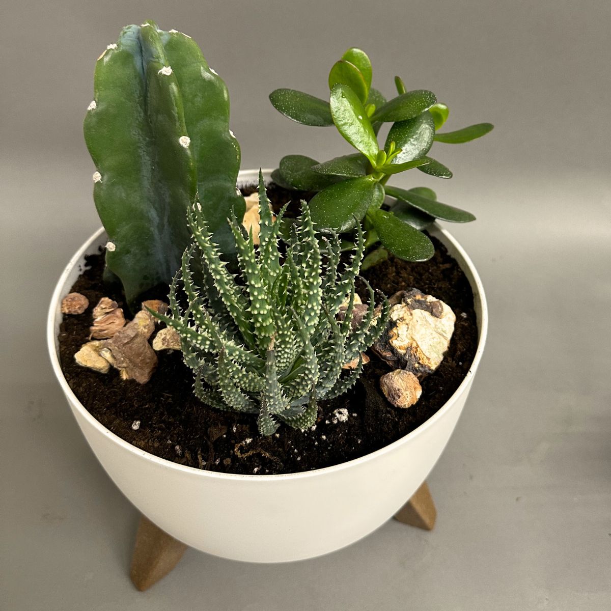 Jardin plante grasse et cactus | JP0006