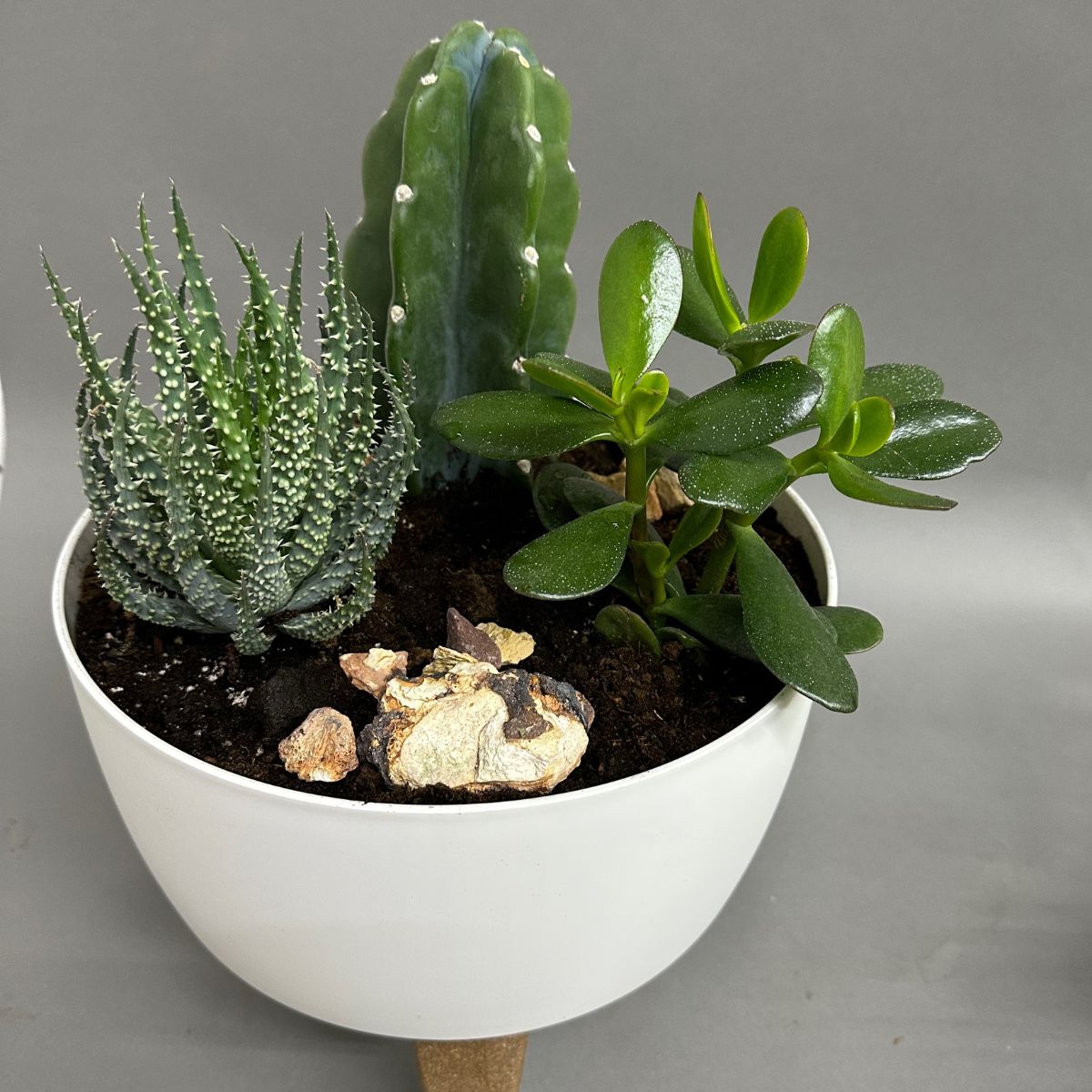 Jardin plante grasse et cactus | JP0006