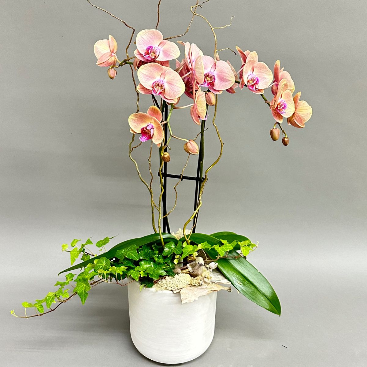 Jardin Orchidée | JP0003