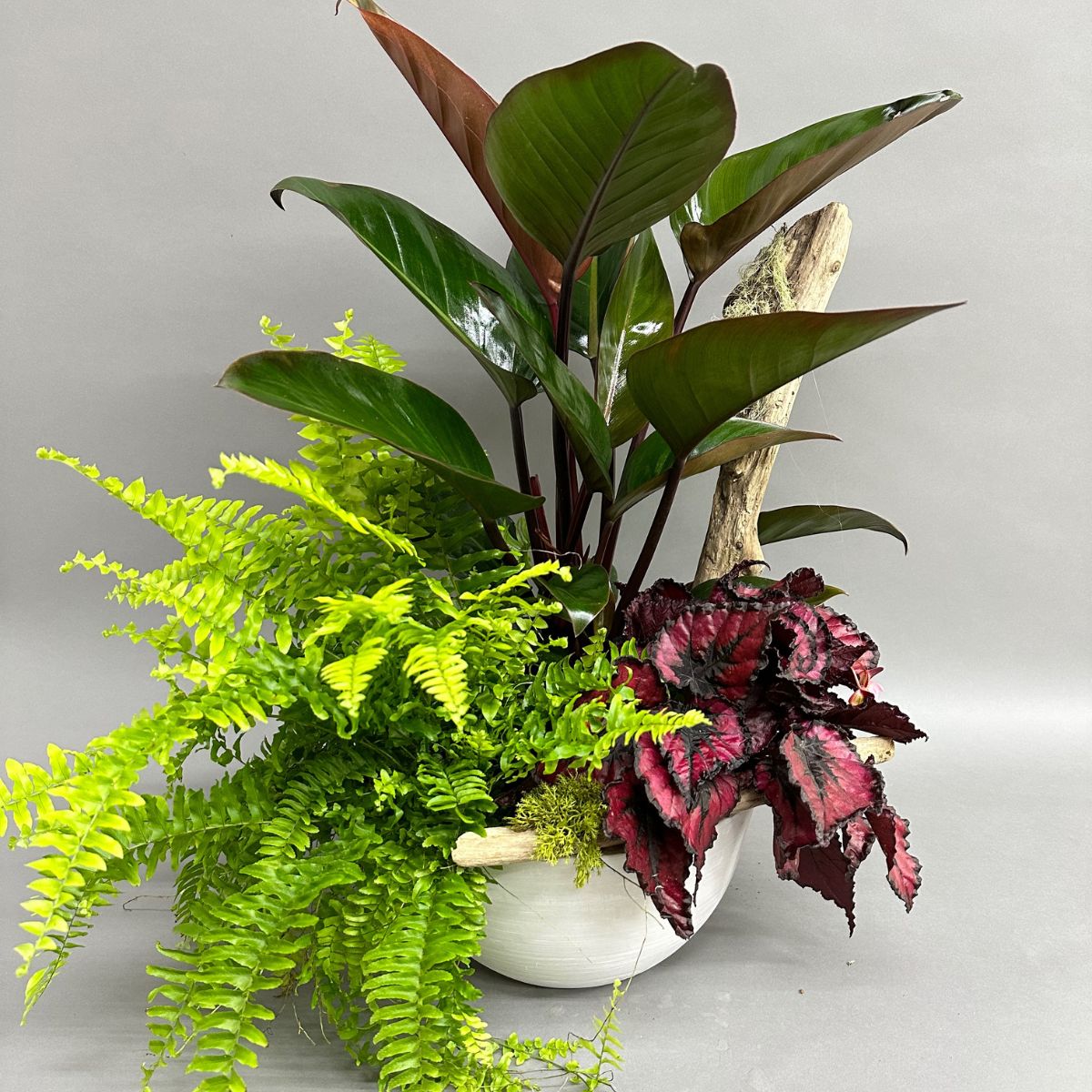 Jardin de plante | JP0002