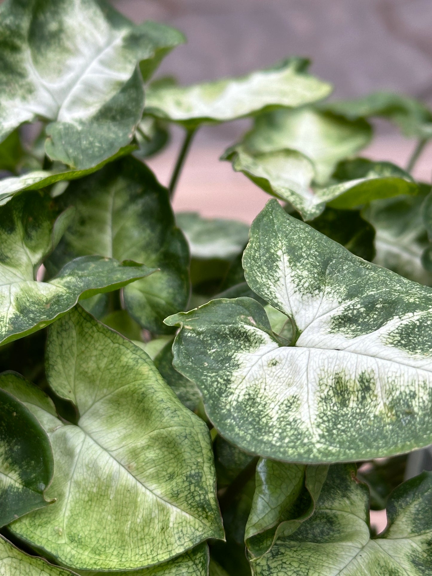 Syngonium Podophyllum Pixie