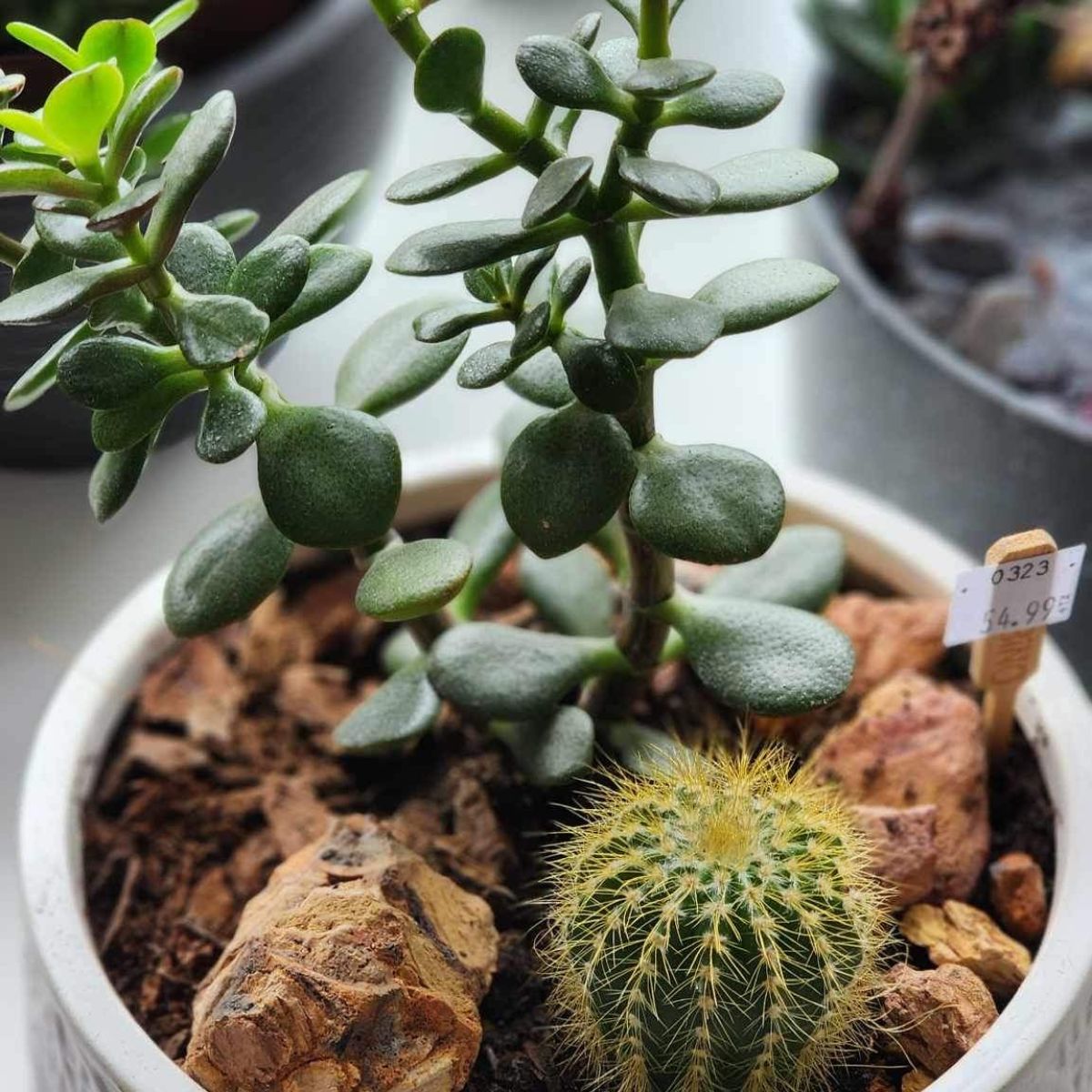 Jardin plante grasse et cactus | JP0001