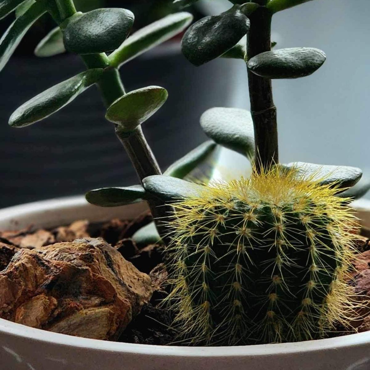 Jardin plante grasse et cactus | JP0001