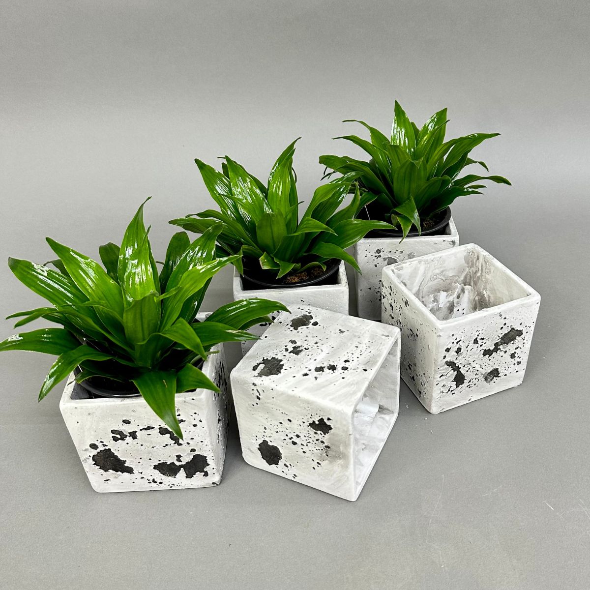 Pot ciment 4 pouces