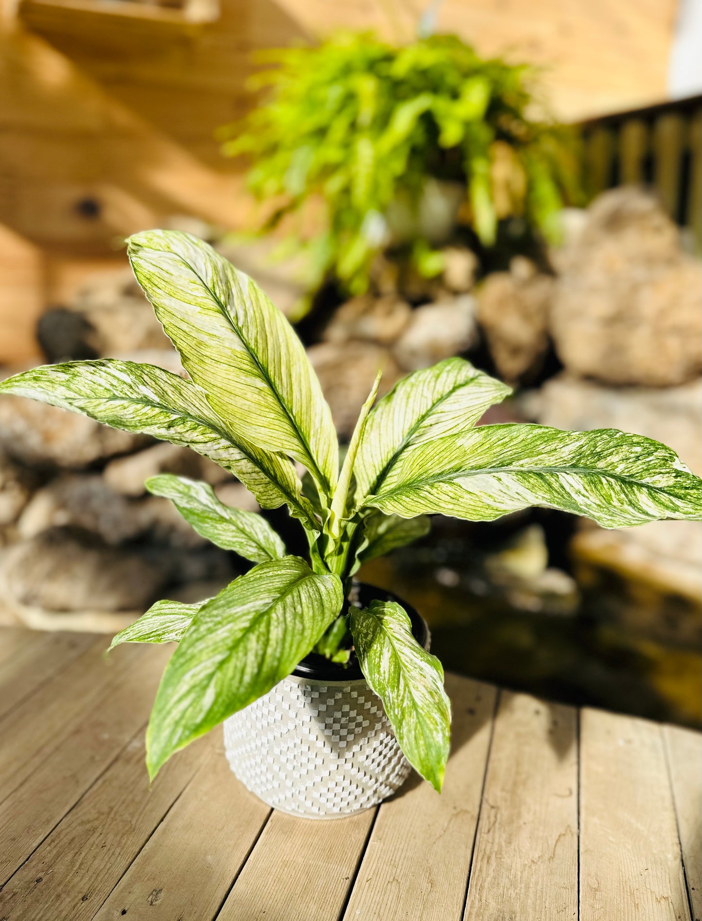 Spathiphylum Sensation Variegated