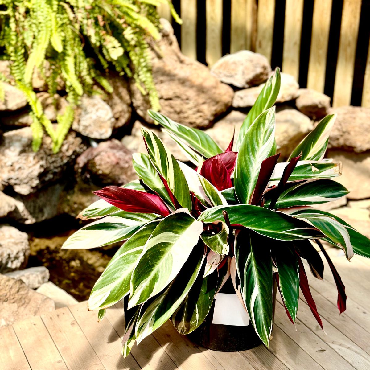 Stromanthe Triostar