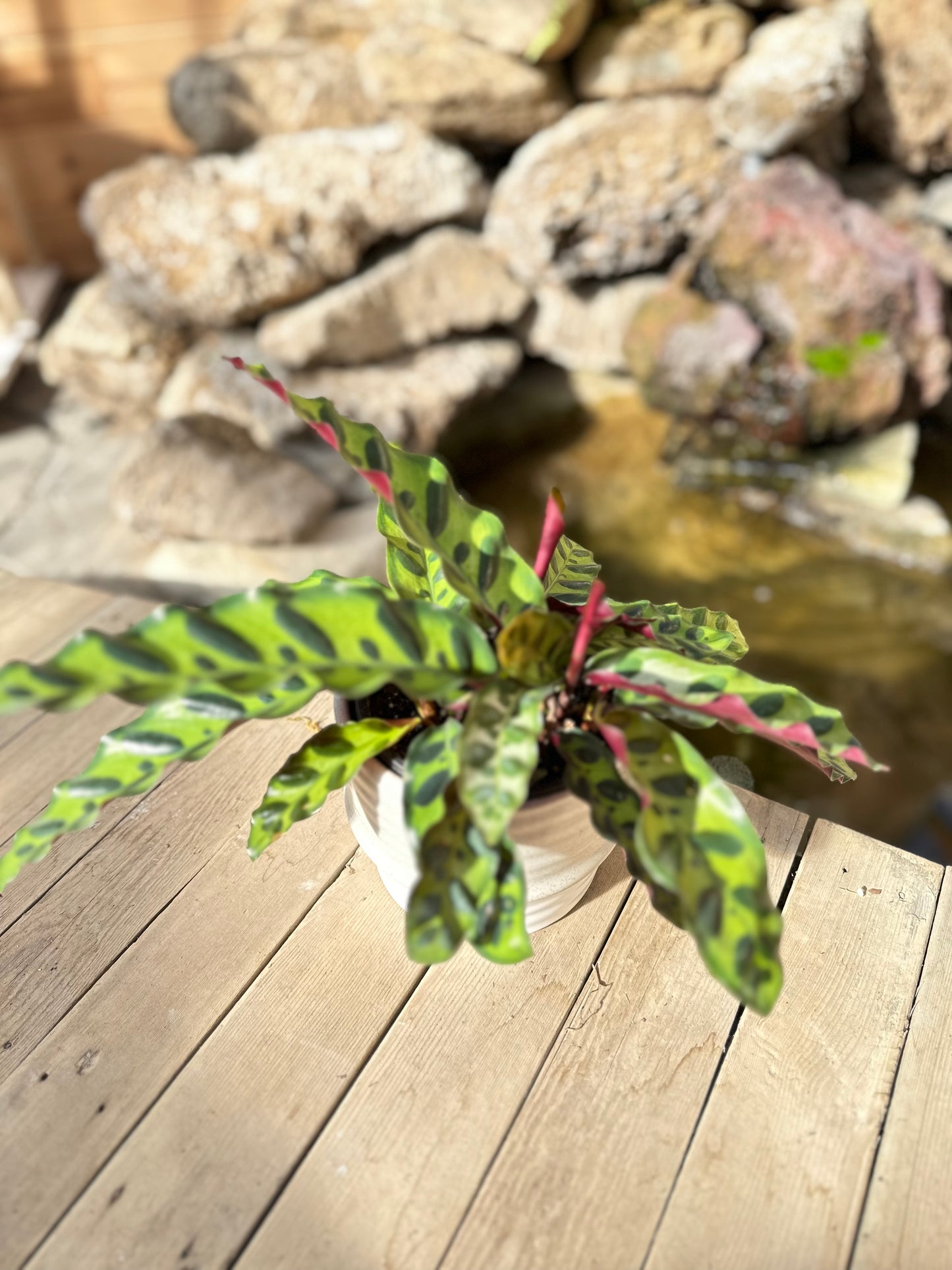 Calathea rattlesnake