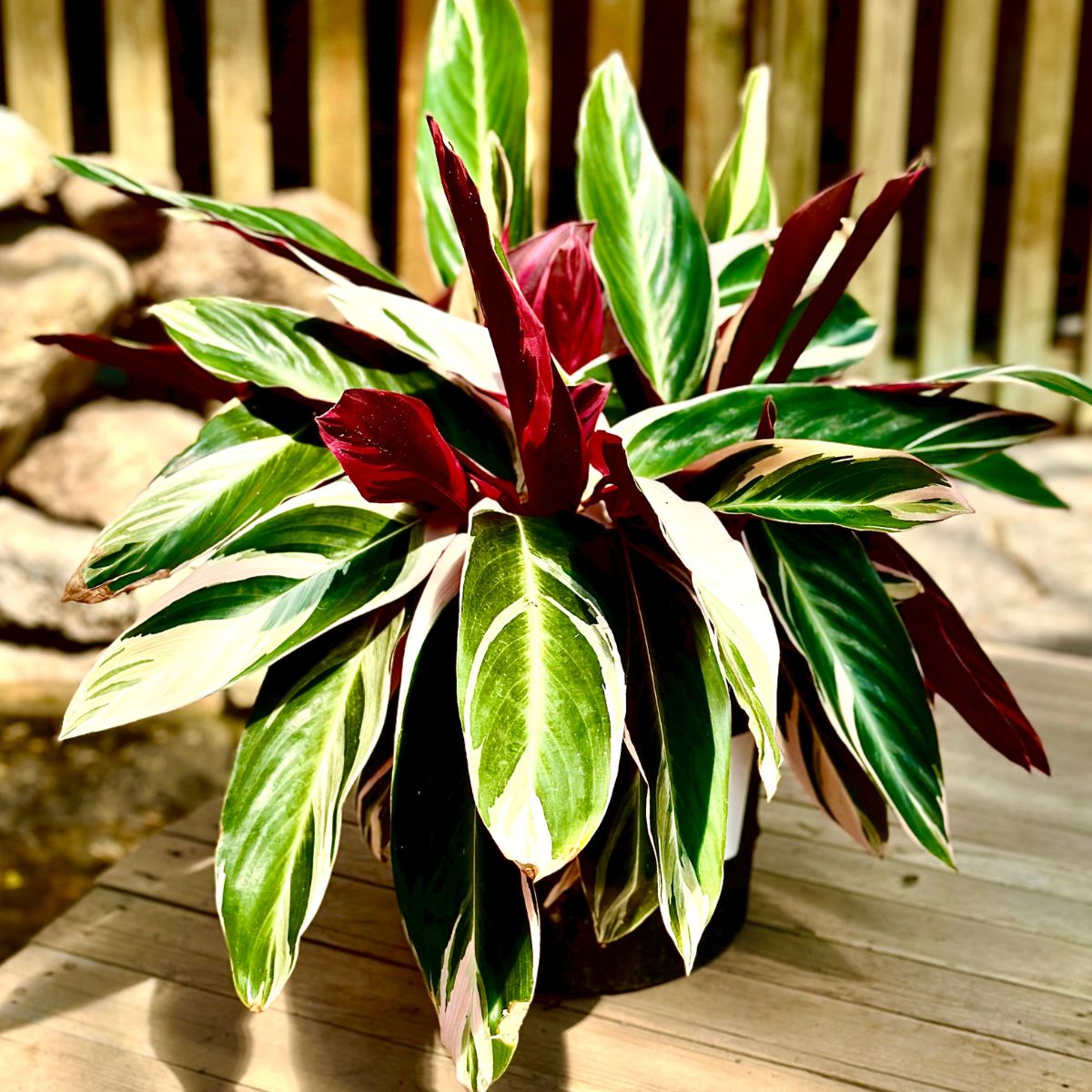 Stromanthe Triostar