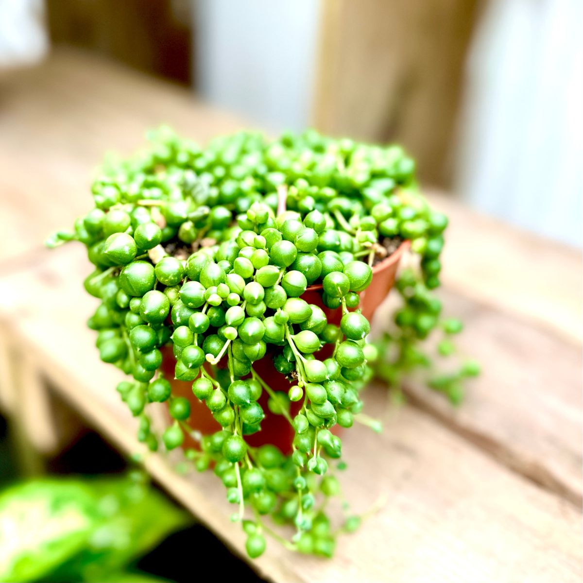 Senecio rowleyanus