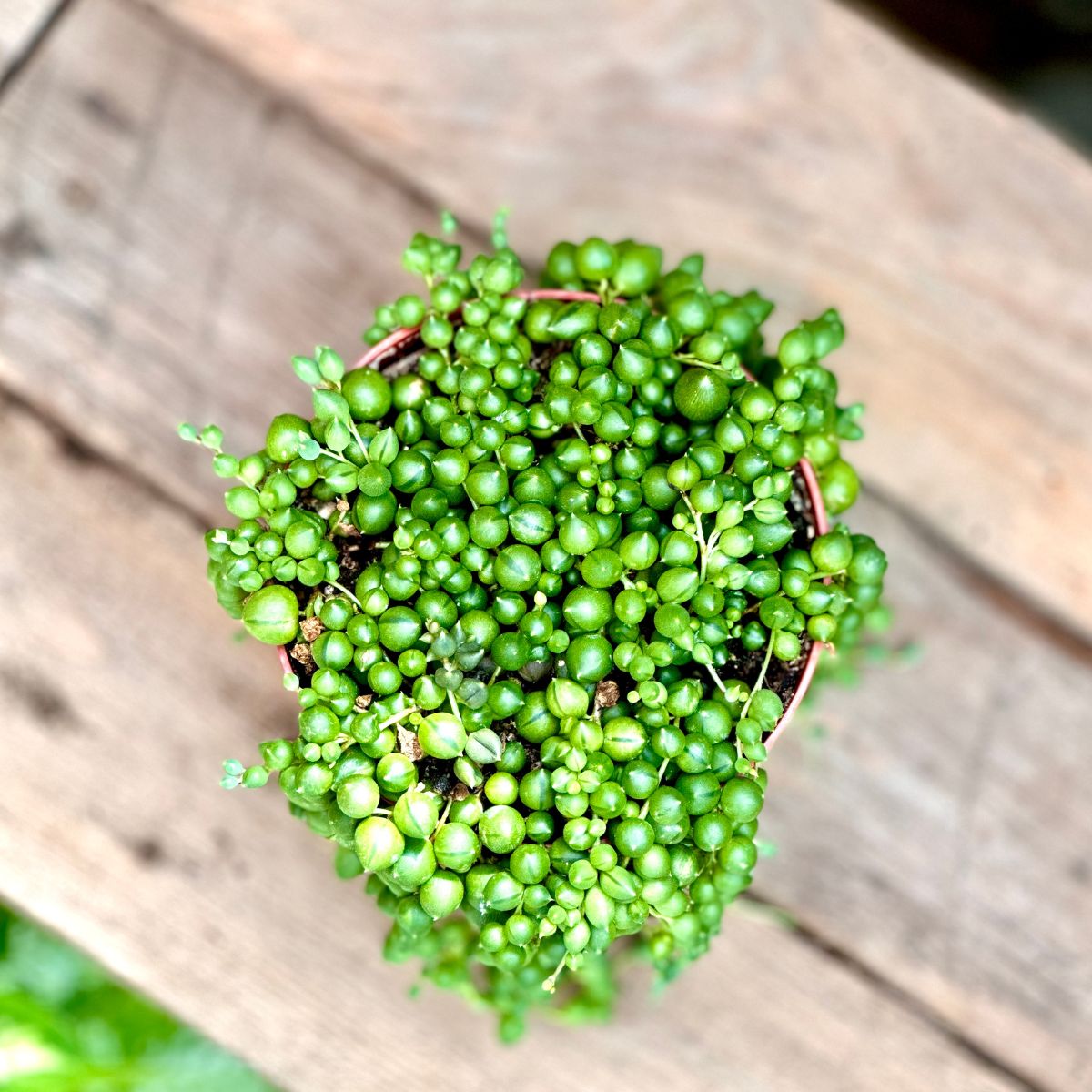 Senecio rowleyanus