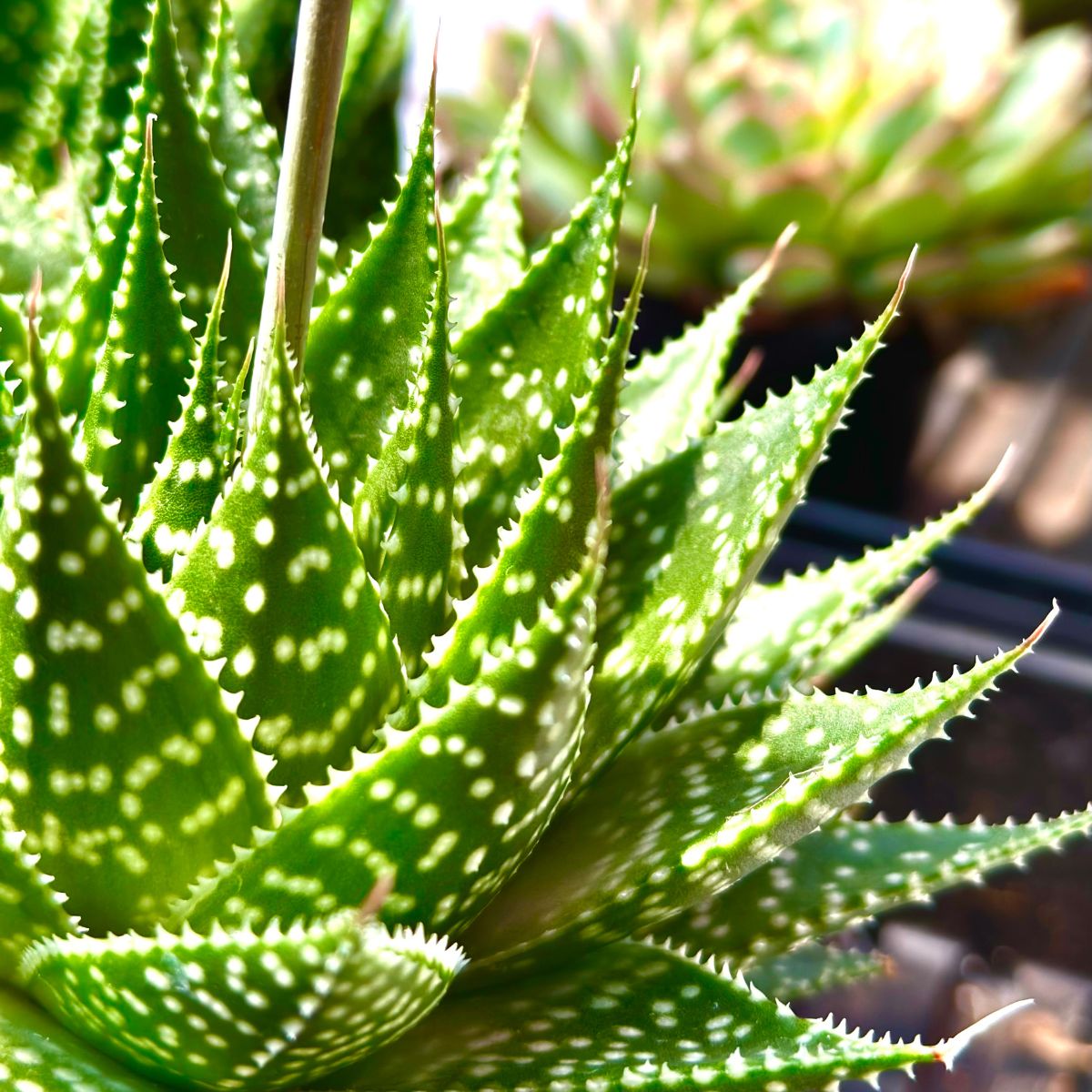 Haworthia