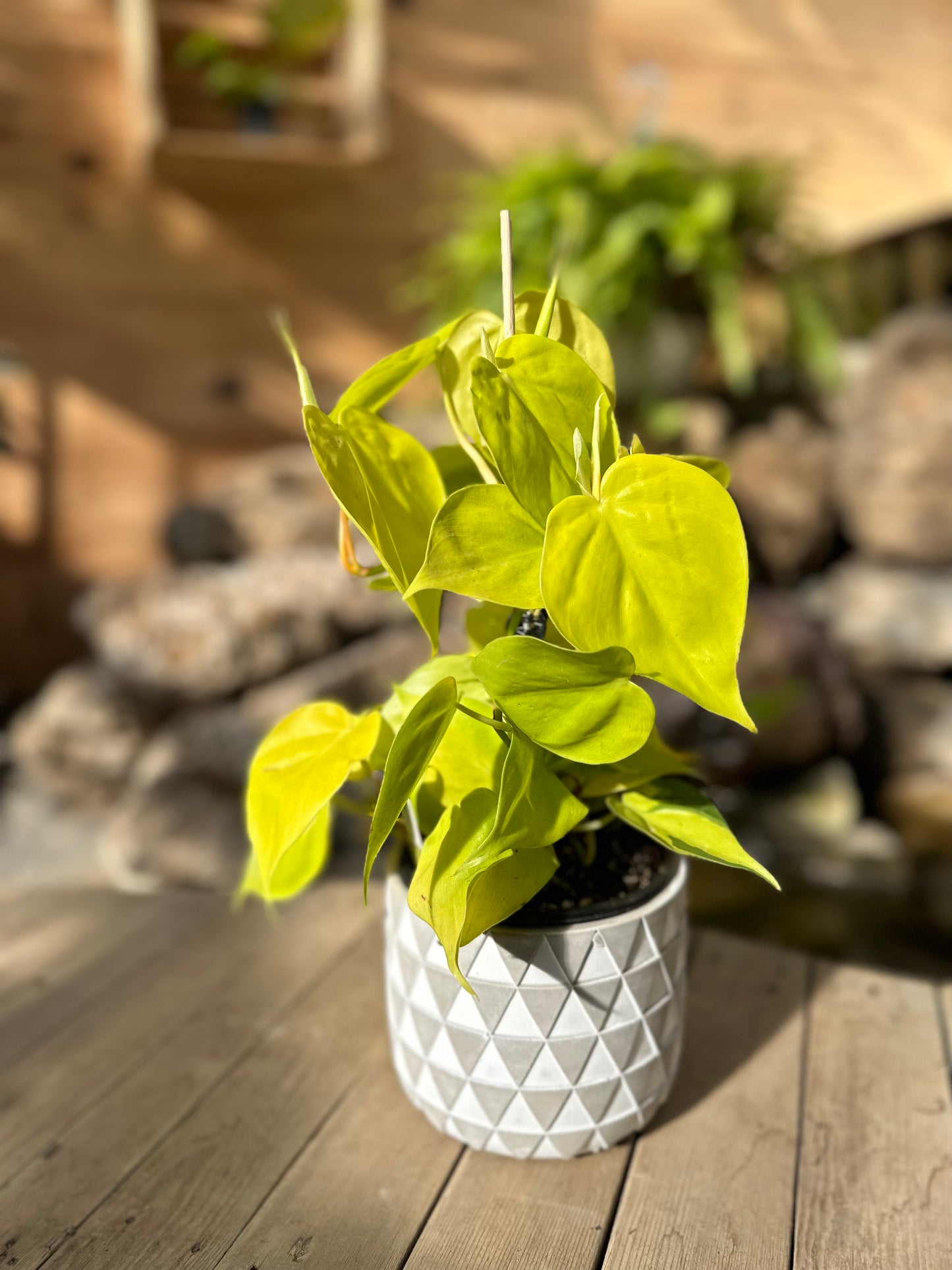 Philodendron Lemon lime