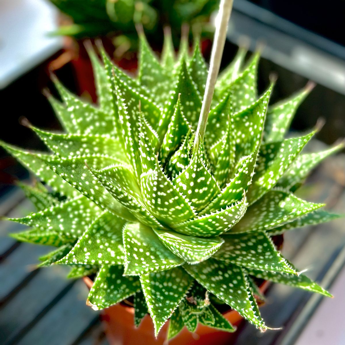 Haworthia