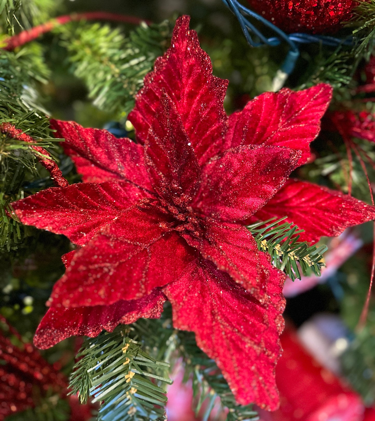 Fleur de poinsettia sur tige
