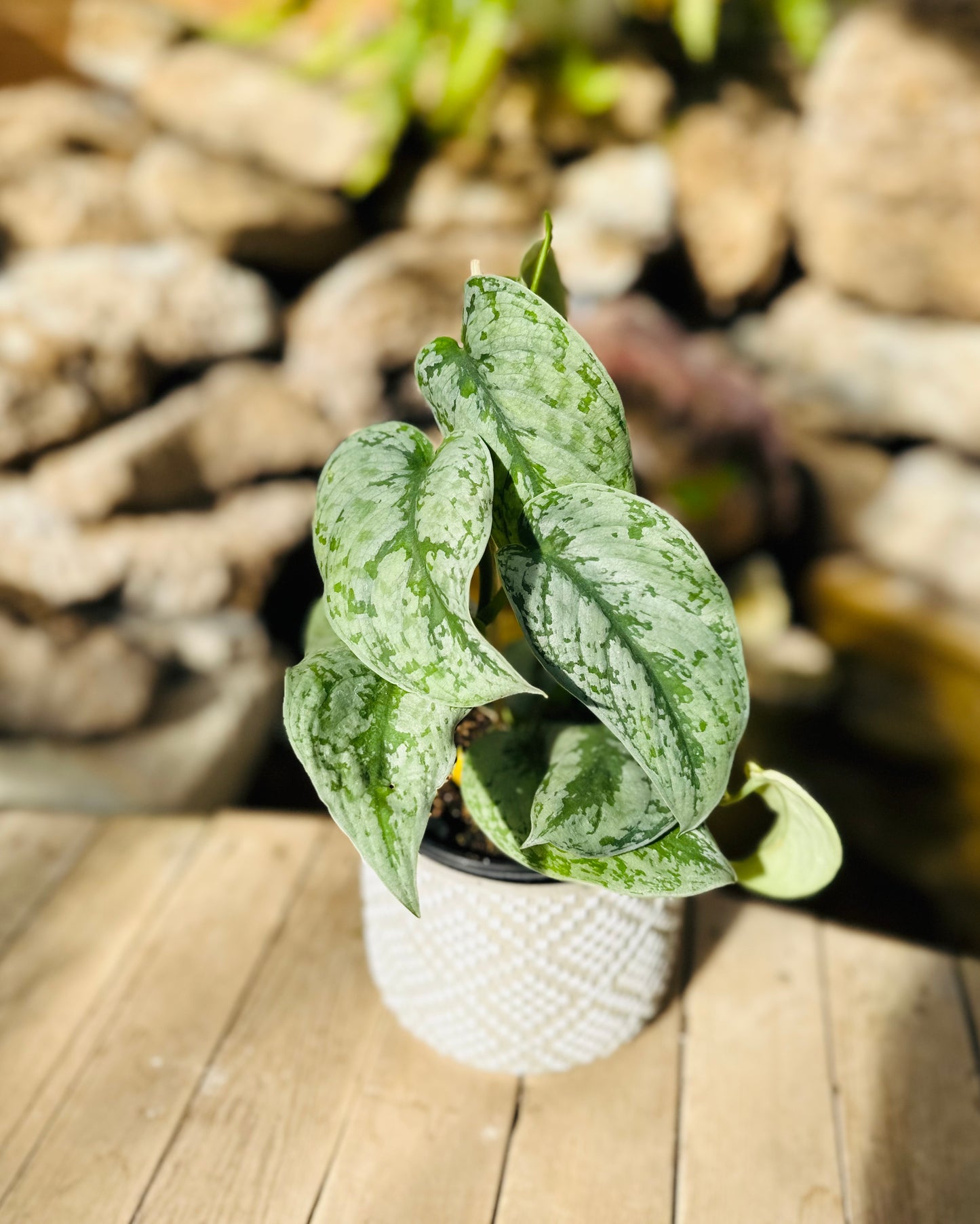Philodendron Silver satin