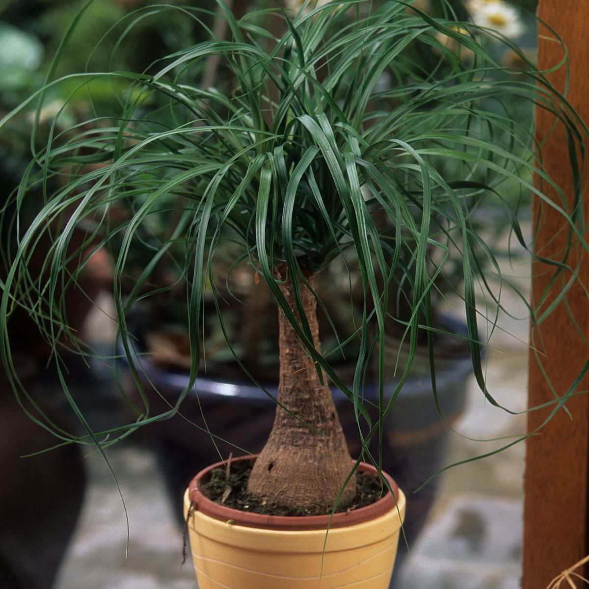 Beaucarnea