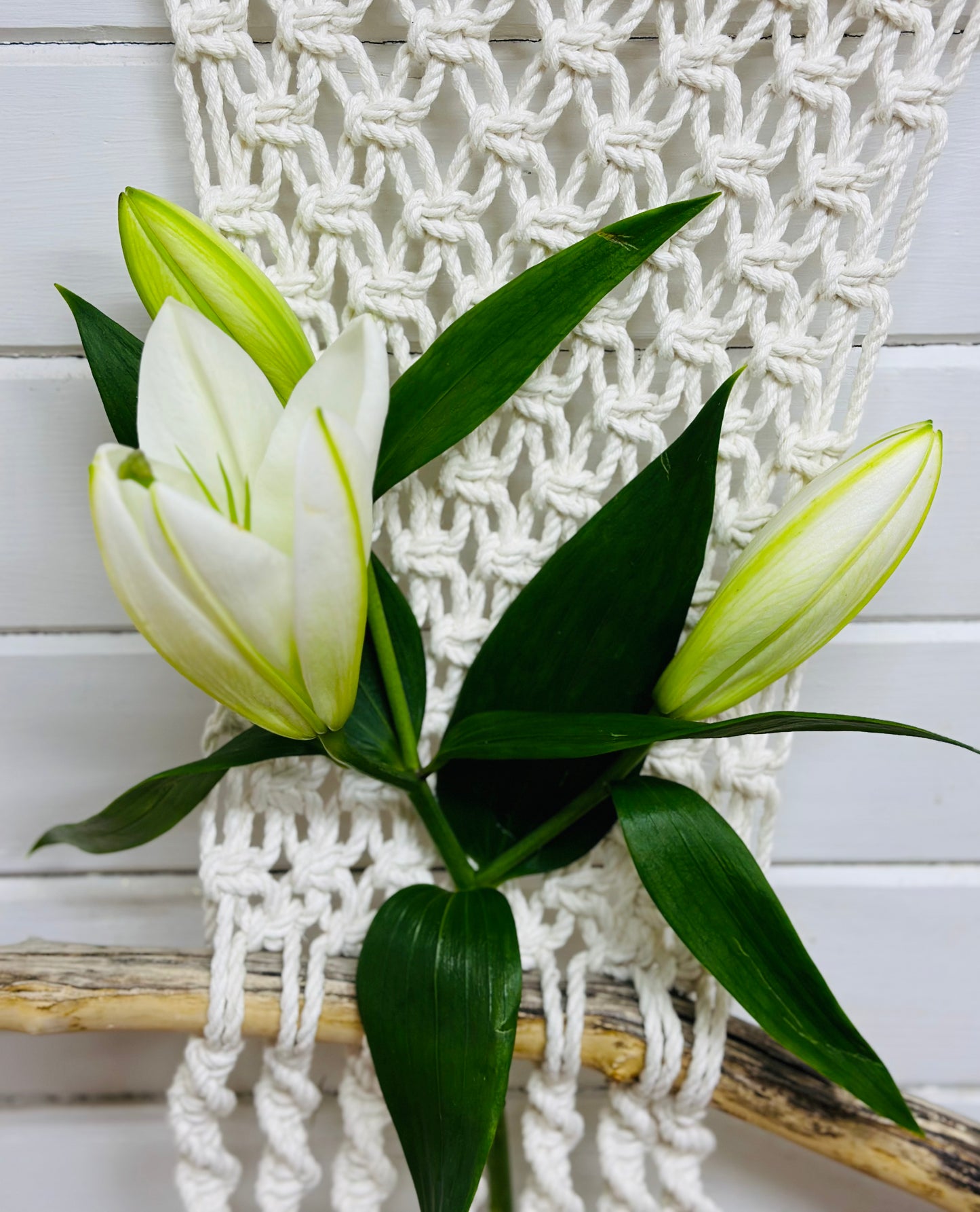 Lys orientale Blanc