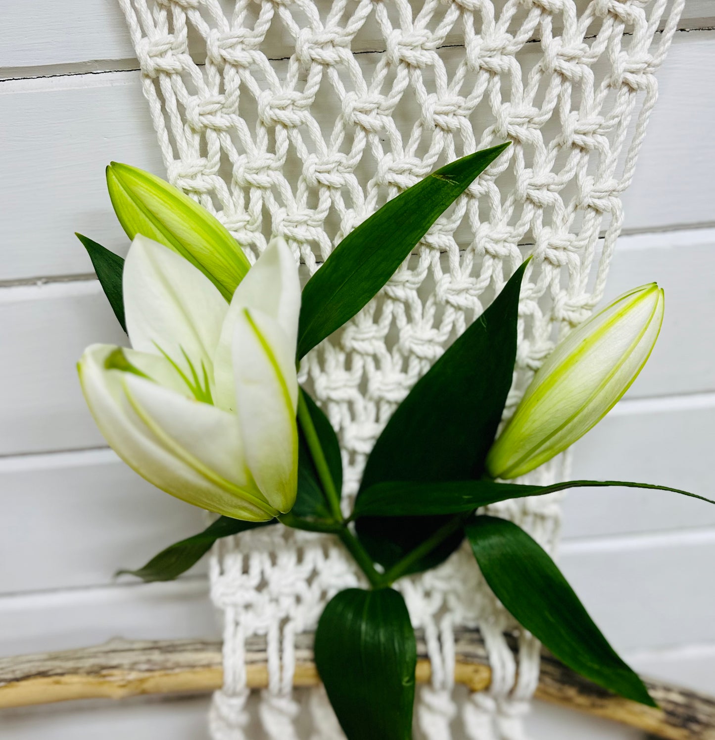 Lys orientale Blanc