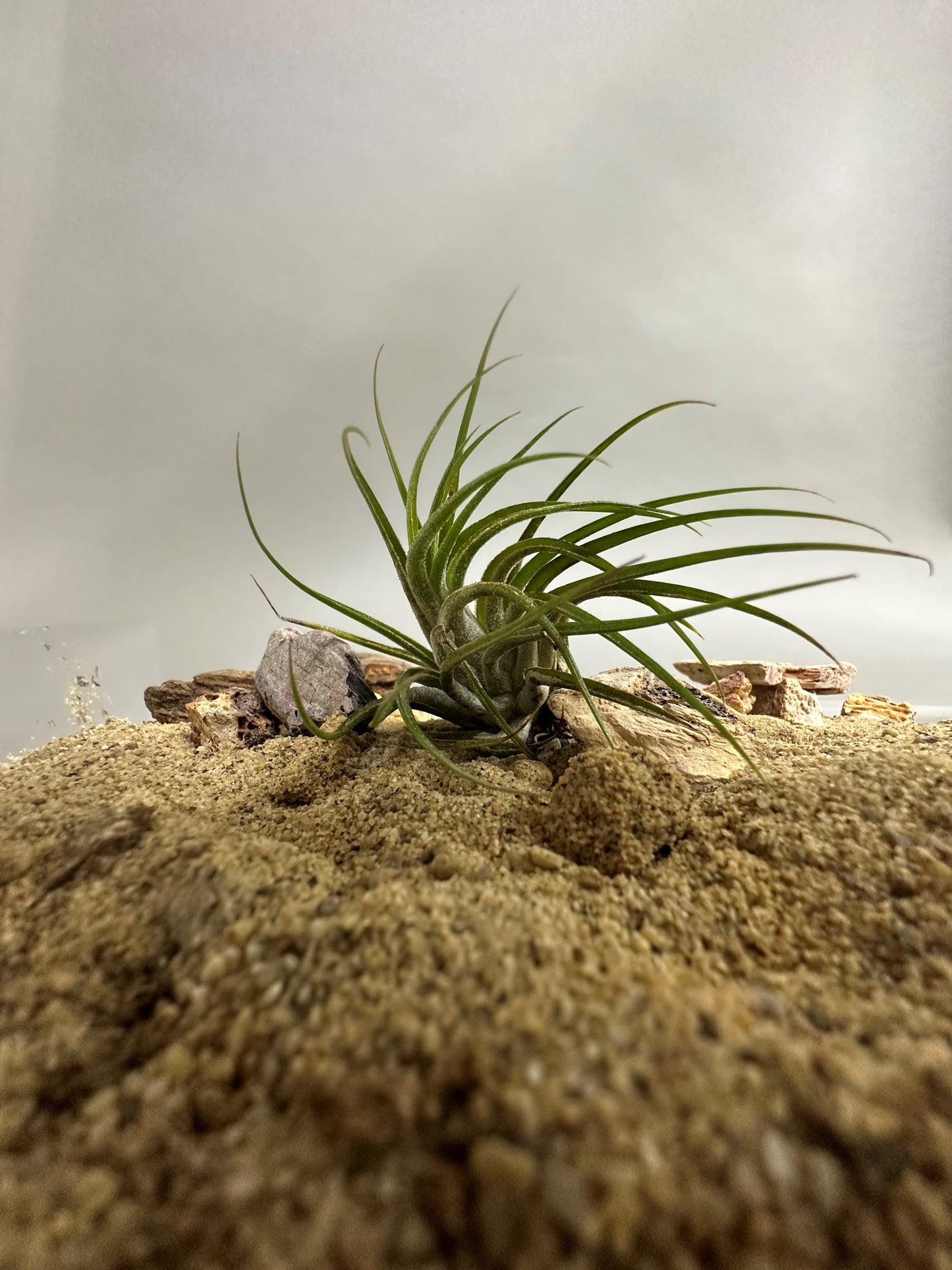 Tillandsia
